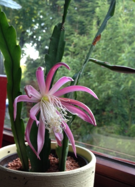 Epiphyllum2.JPG