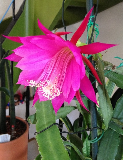 Epiphyllum3.JPG