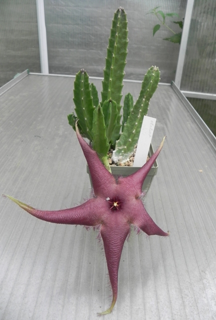 Stapelia schinzii.JPG