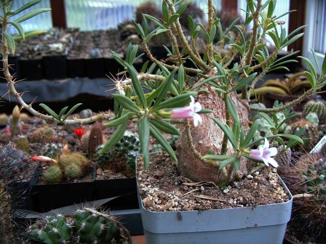 comp_Pachipodium bispinosa.jpg