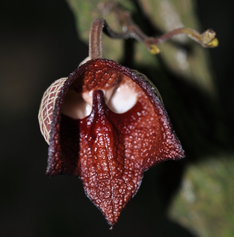 Aristolochia salvadorensis 600x400.jpg