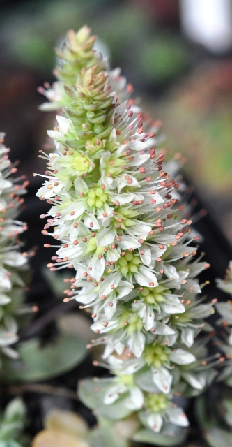 Orostachys boehmeri 'Keiko' verkleinert.jpg