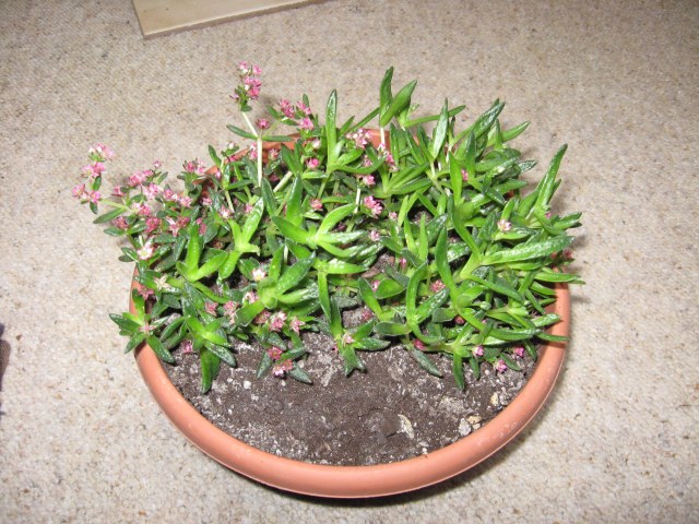 crassula  schmidtii-November 2013.jpg