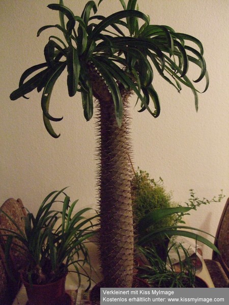 Pachypodium lamerii.jpg