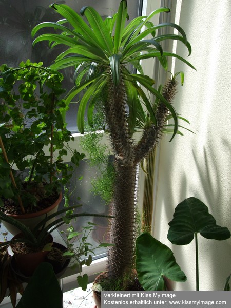 Pachypodium lamerei_klein.jpg