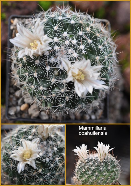 Collage Mammillaria coahuilensis .jpg