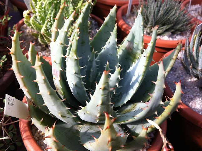 Aloe peglerae