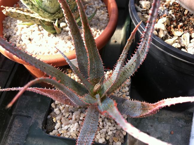 Aloe parvula x bellatula