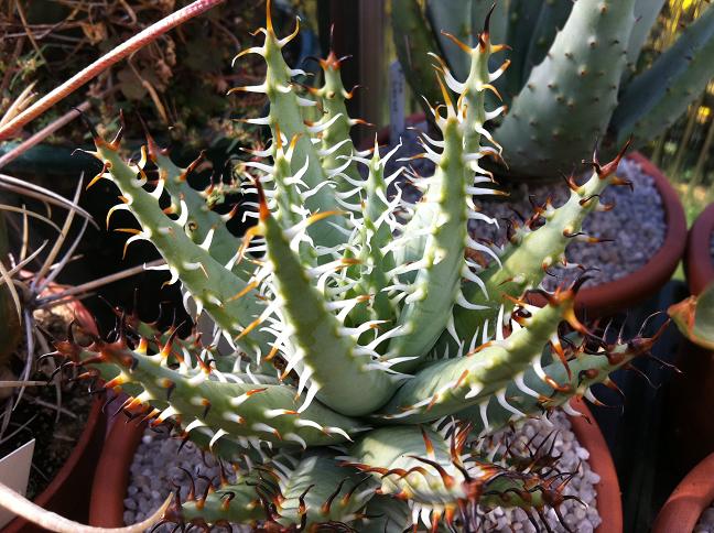 Aloe melanacantha var. erinacea