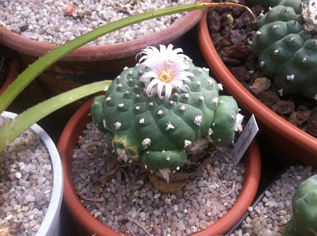 Lophophora fricii