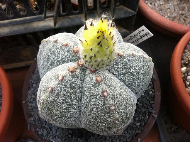 Astrophytum myriostigma v.strongylogonum