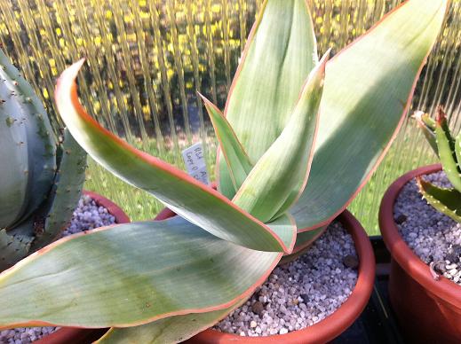 Aloe striata