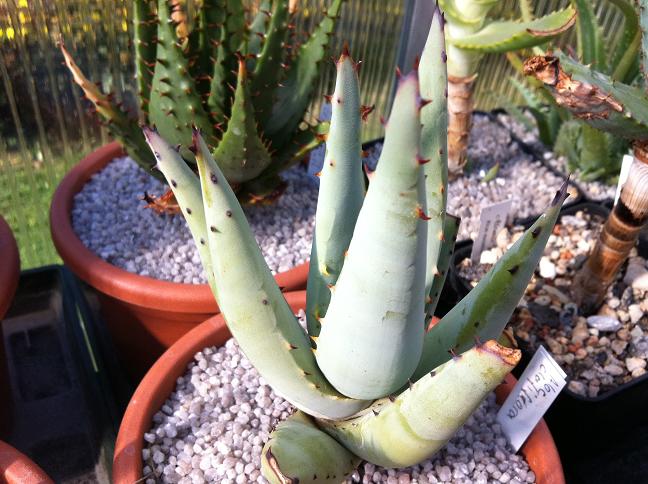 Aloe claviflora