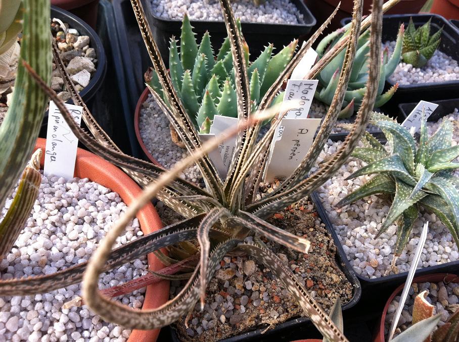 Aloe perrieri