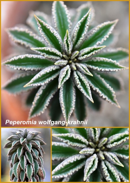 Peperomia wolfgang-krahnii1.jpg