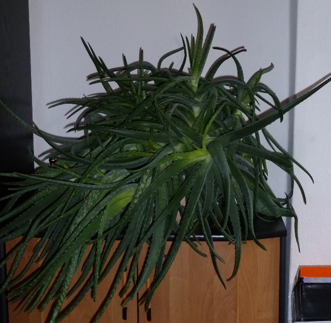 Aloe vorher (Anfang Oktober)