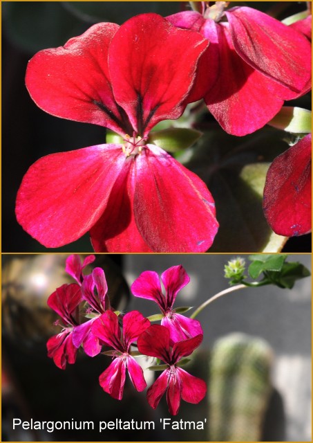 Pelargonium peltatum 'Fatma'.jpg