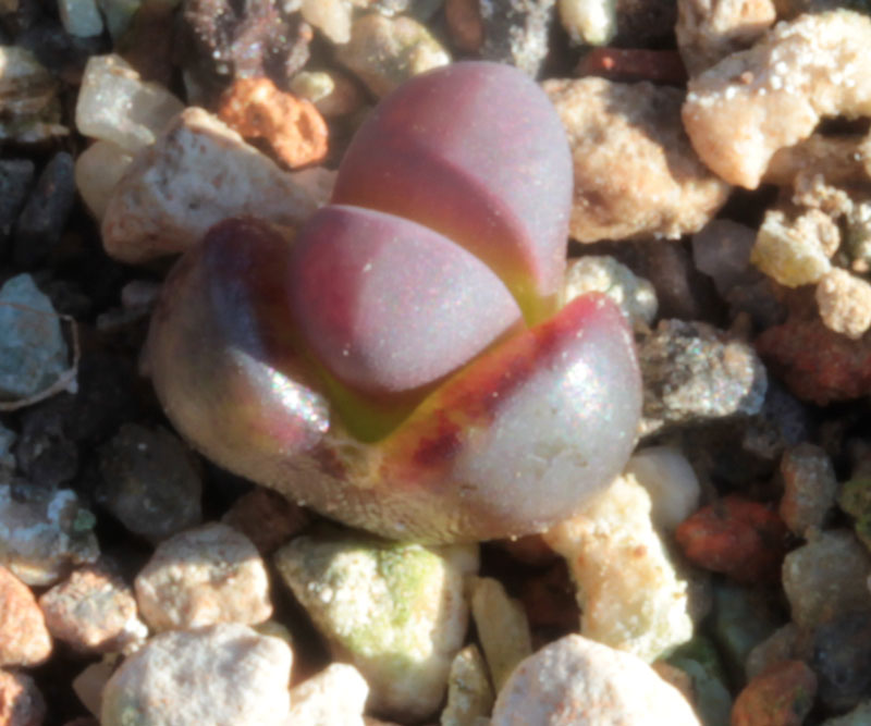 Lithops meyeri cv hammerruby