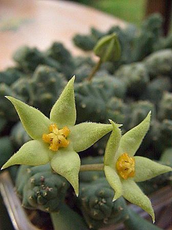 P. decorus ssp. cornutus.jpg