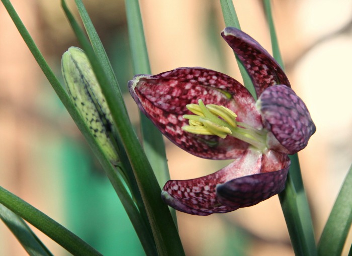 Fritillaria meleagris