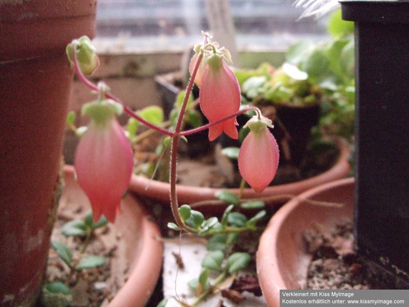 Kalanchoe uniflora_klein.jpg