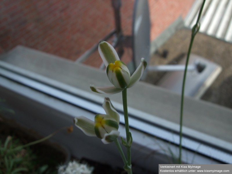 Ornithogalum juncifolium Blüte_klein.jpg