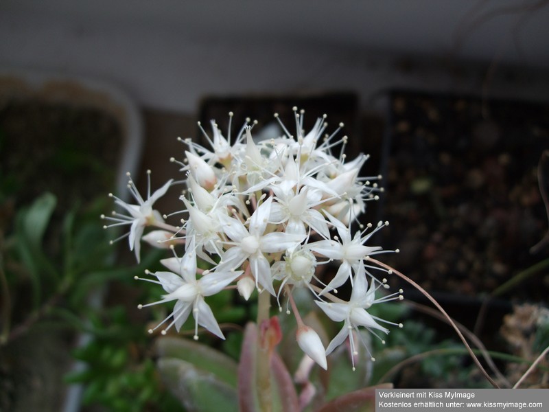 Sedum nussbaumeriana Blüte_klein.jpg