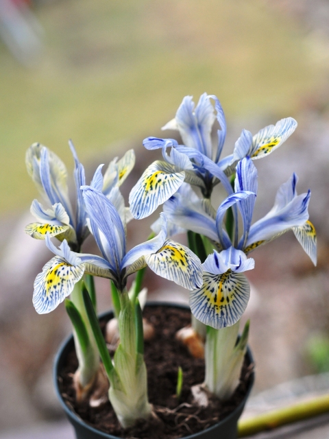 Iris reticulata.jpg