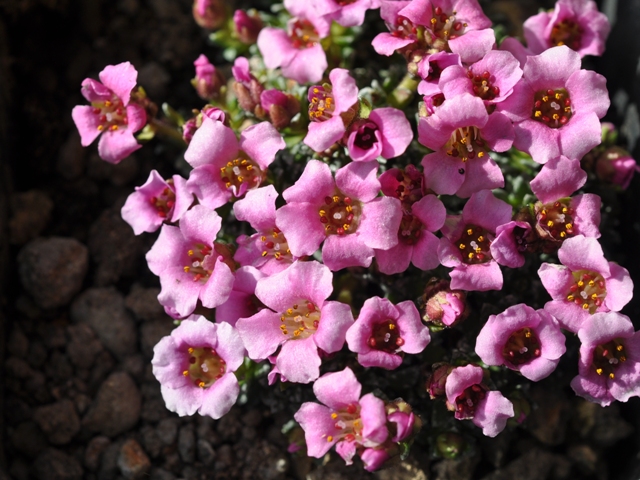 Saxifraga 'Laka' 2011.jpg