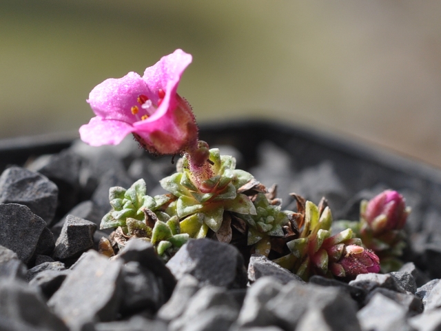 Saxifraga 'Laka' 2014.jpg