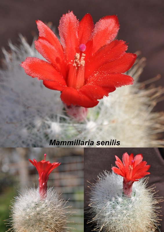 Collage Mammillaria senilis klein.jpg