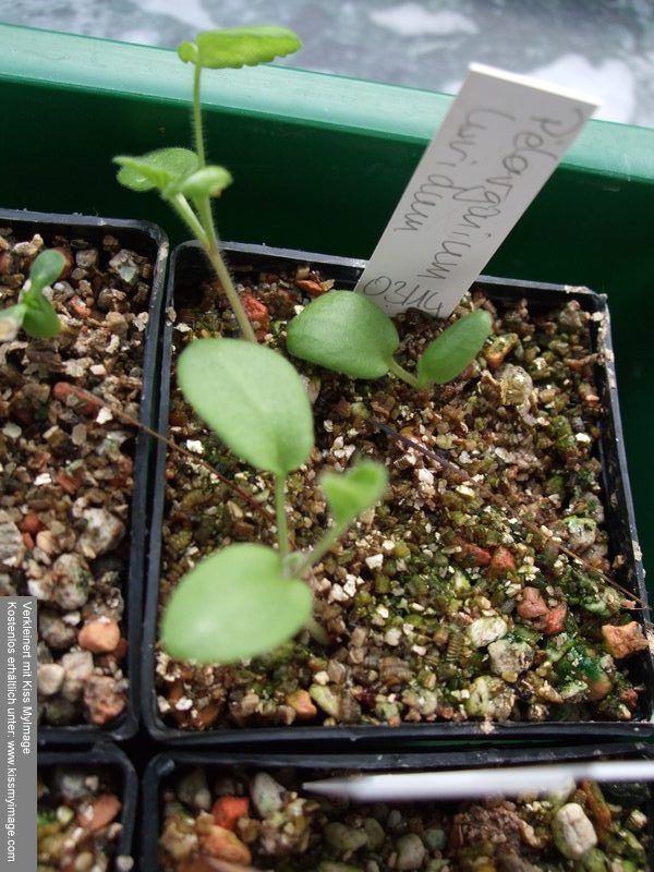 Pelargonium luridum.jpg