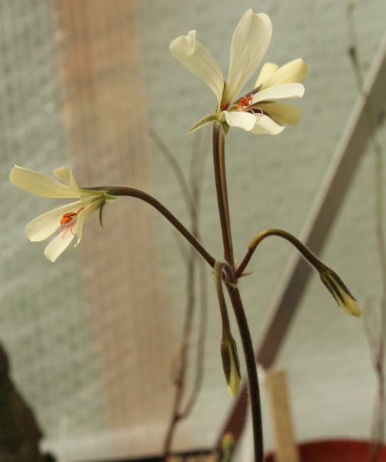 Pelargonium barklyi_06.04.14.jpg