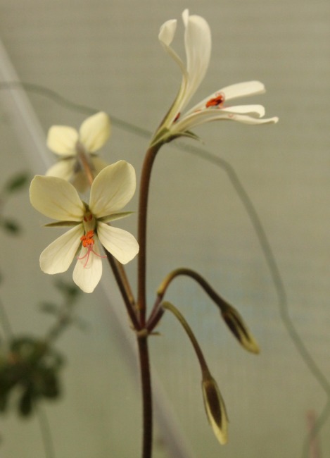 Pelargonium barklyi_0604014.jpg