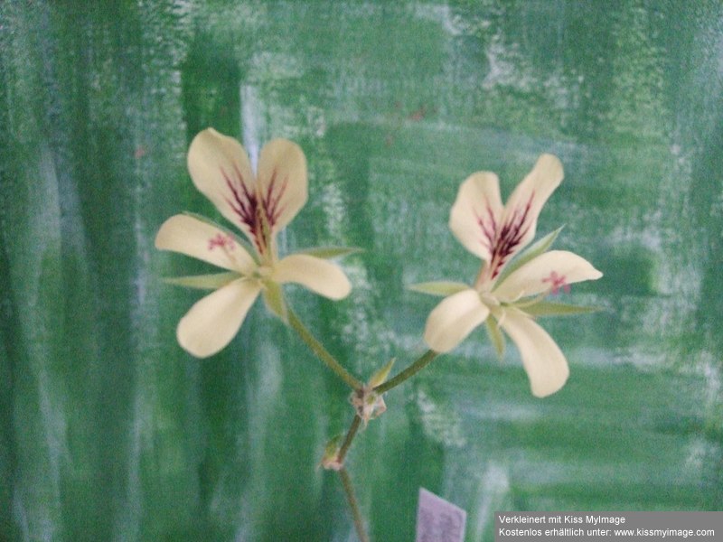 Pelargonium oblongatum_klein.jpg