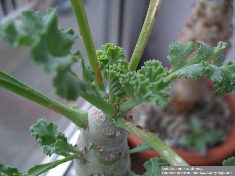 Pelargonium klinghardtense_klein.jpg