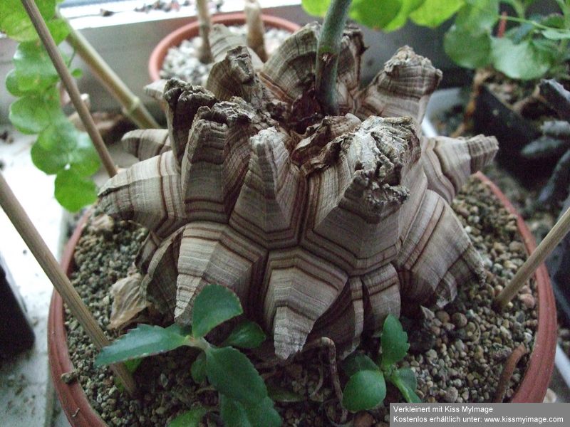 Dioscorea elephantipes_klein.jpg