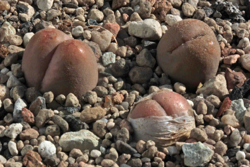 Lithops steineckeana C388