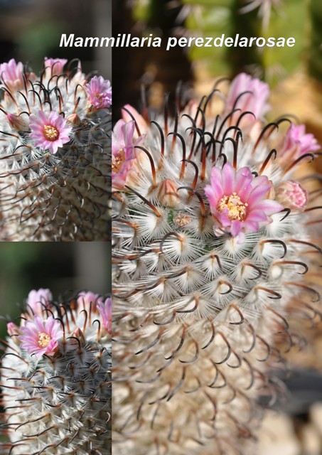 Collage Mammillaria perezdelarosae klein.jpg