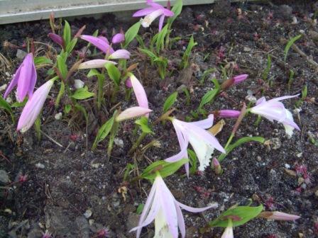 Pleione limprichtii.jpg