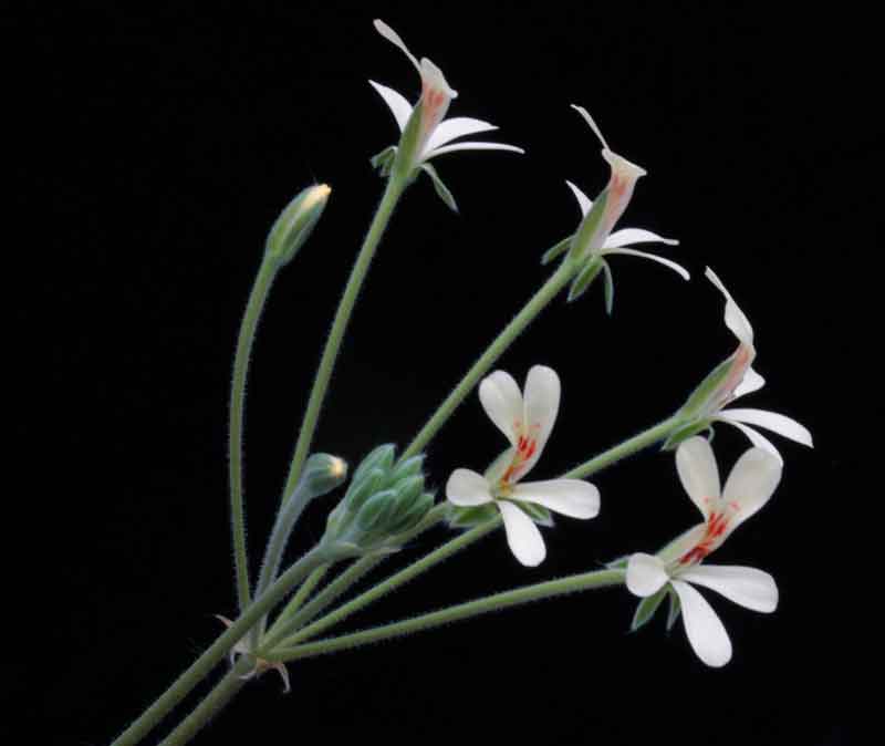 Pelargonium_aestivale.jpg