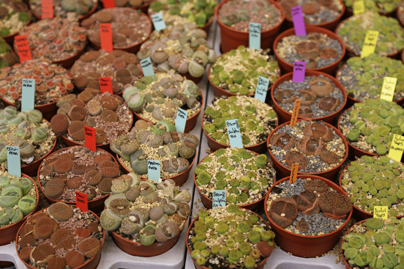 Lithops_1_14.gif