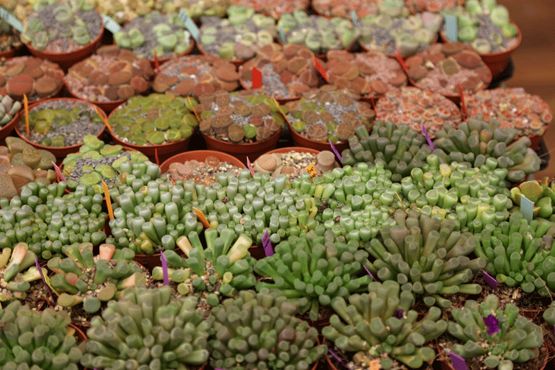 Lithops_3_2014.gif