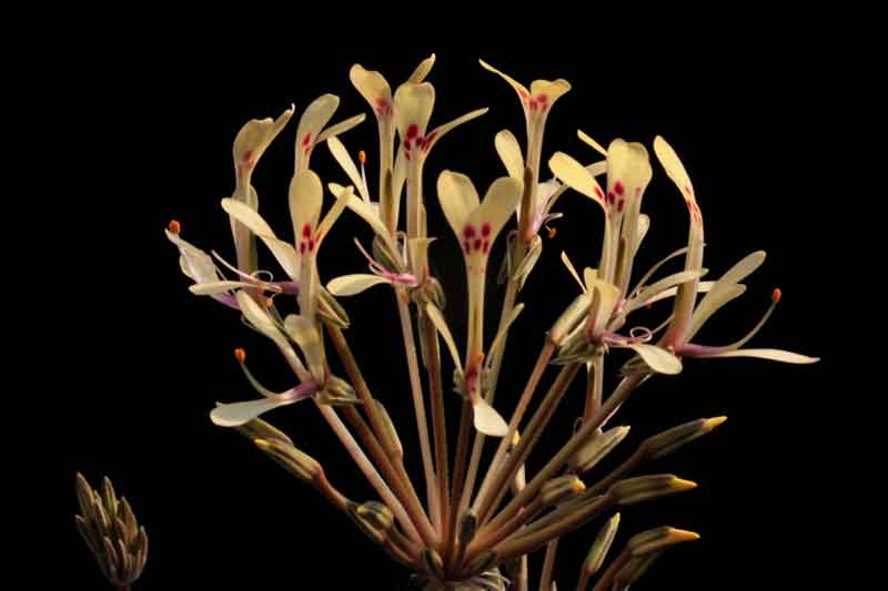 Pelargonium punctatum