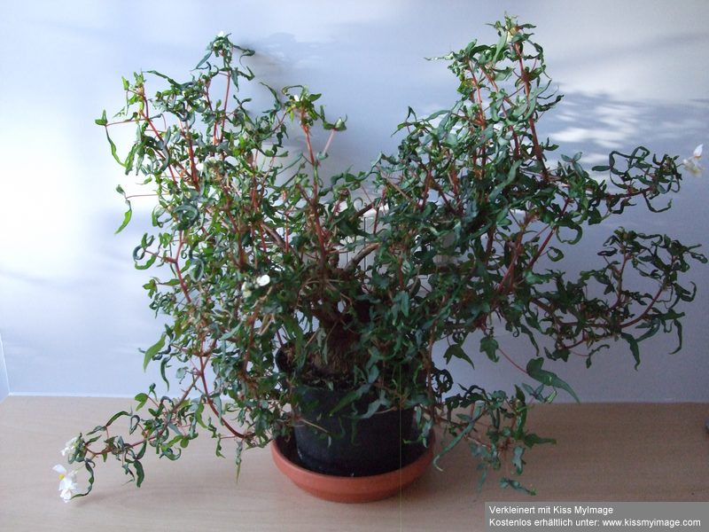 Begonia partita_klein.jpg