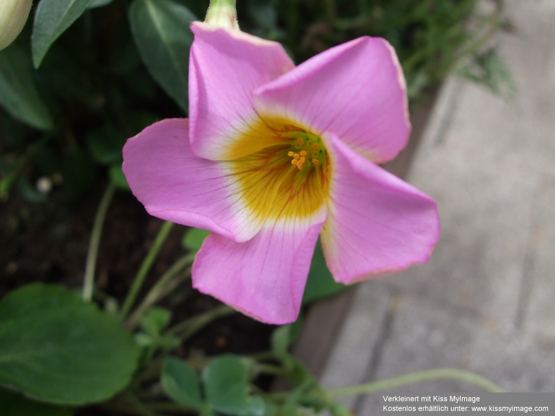 Oxalis depressa Blüte_klein.jpg