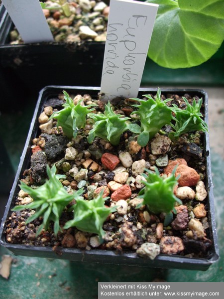 Euphorbia horrida_klein.jpg