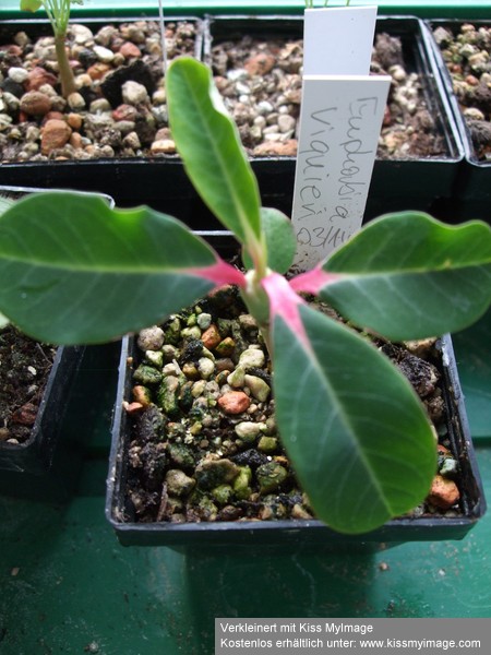 Euphorbia viquieri_klein.jpg