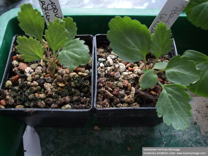 Pelargonium laxum_klein.jpg