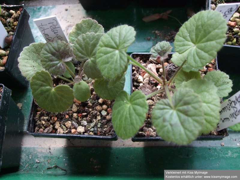 Pelargonium tetragonum_klein.jpg